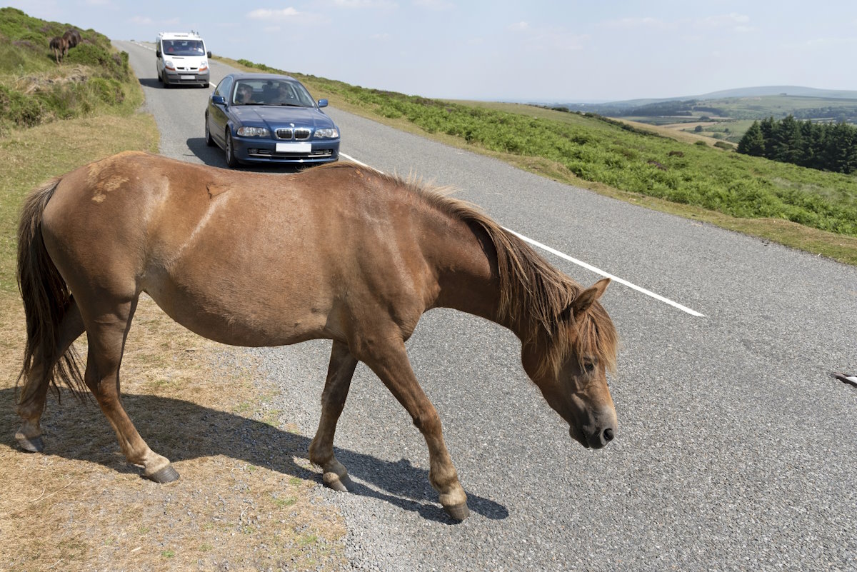 Motorista será indenizado por acidente causado por cavalo solto em rodovia federal